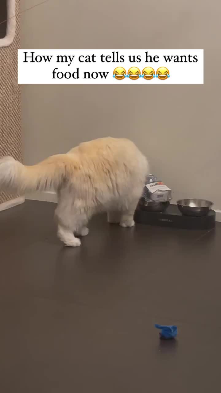 Ketika babu gak peka kalo gue laper