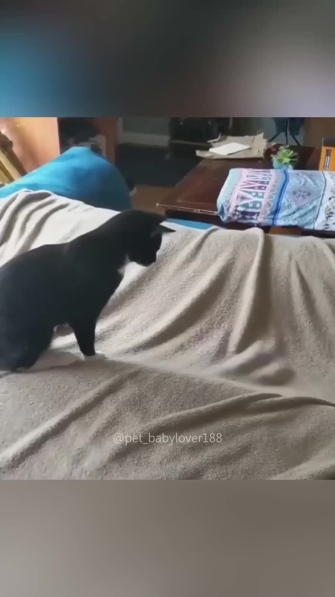 Failed cats jump