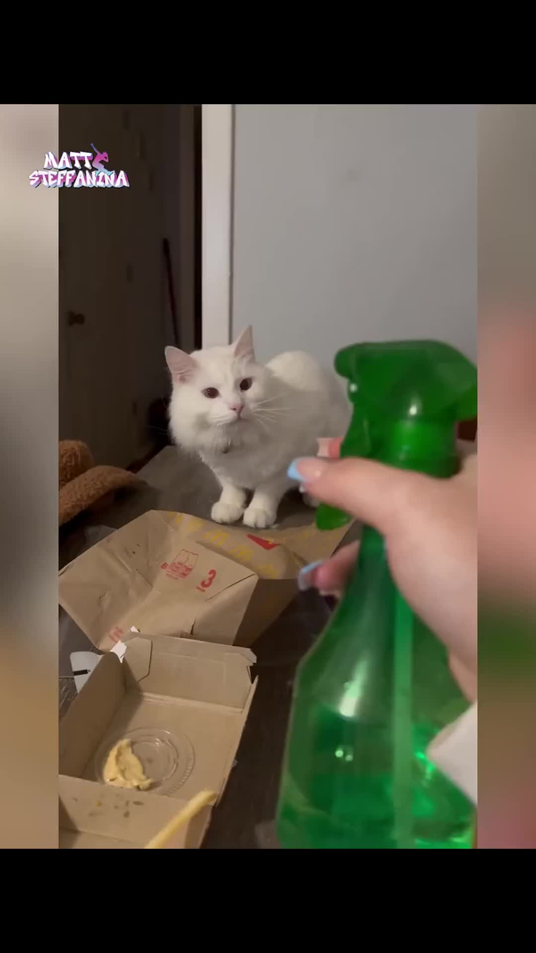 Cat beeing clumsy