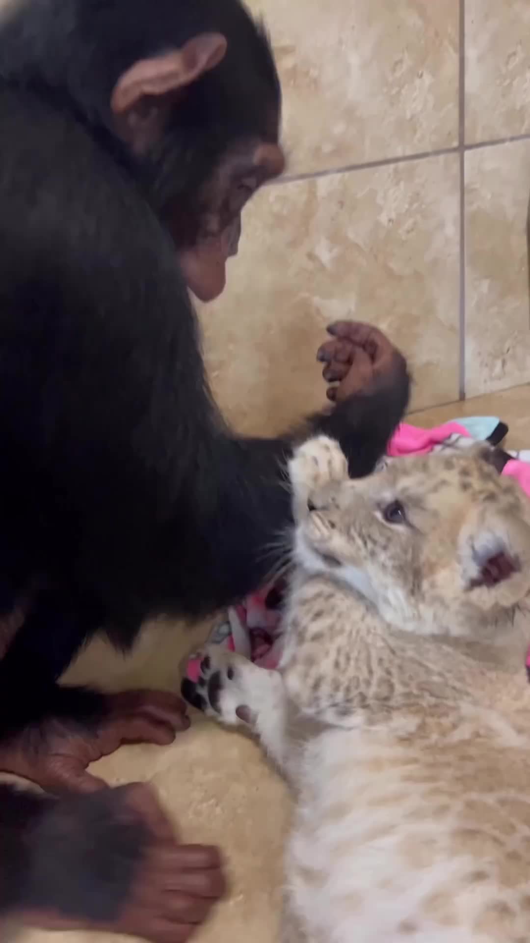 lucu banget simpanse Dan anak macannya