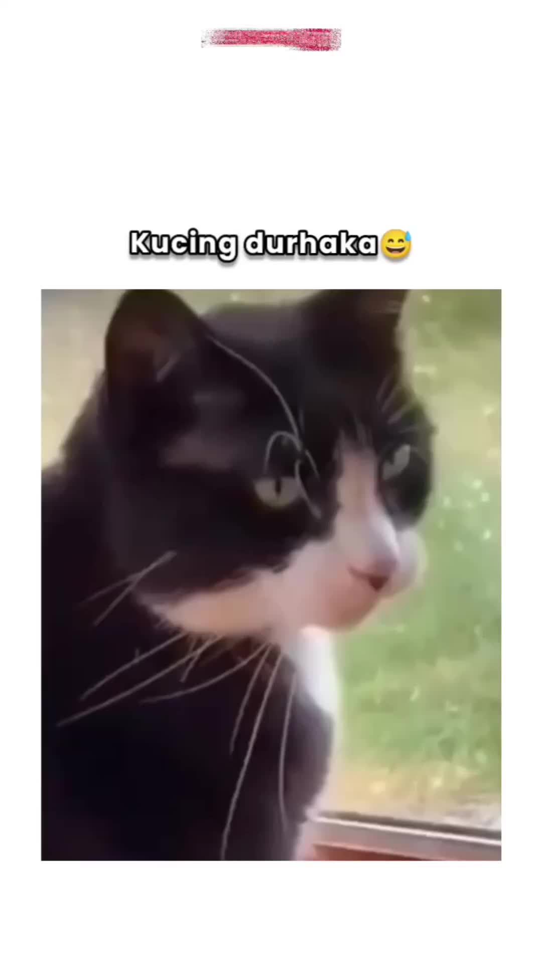 Kucing durhaka