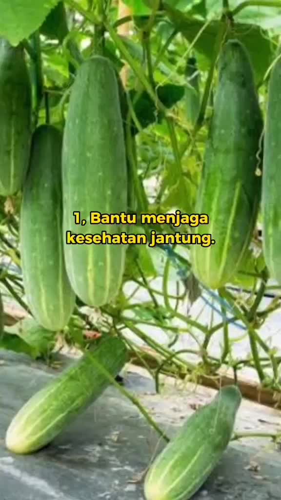 manfaat timun rebus