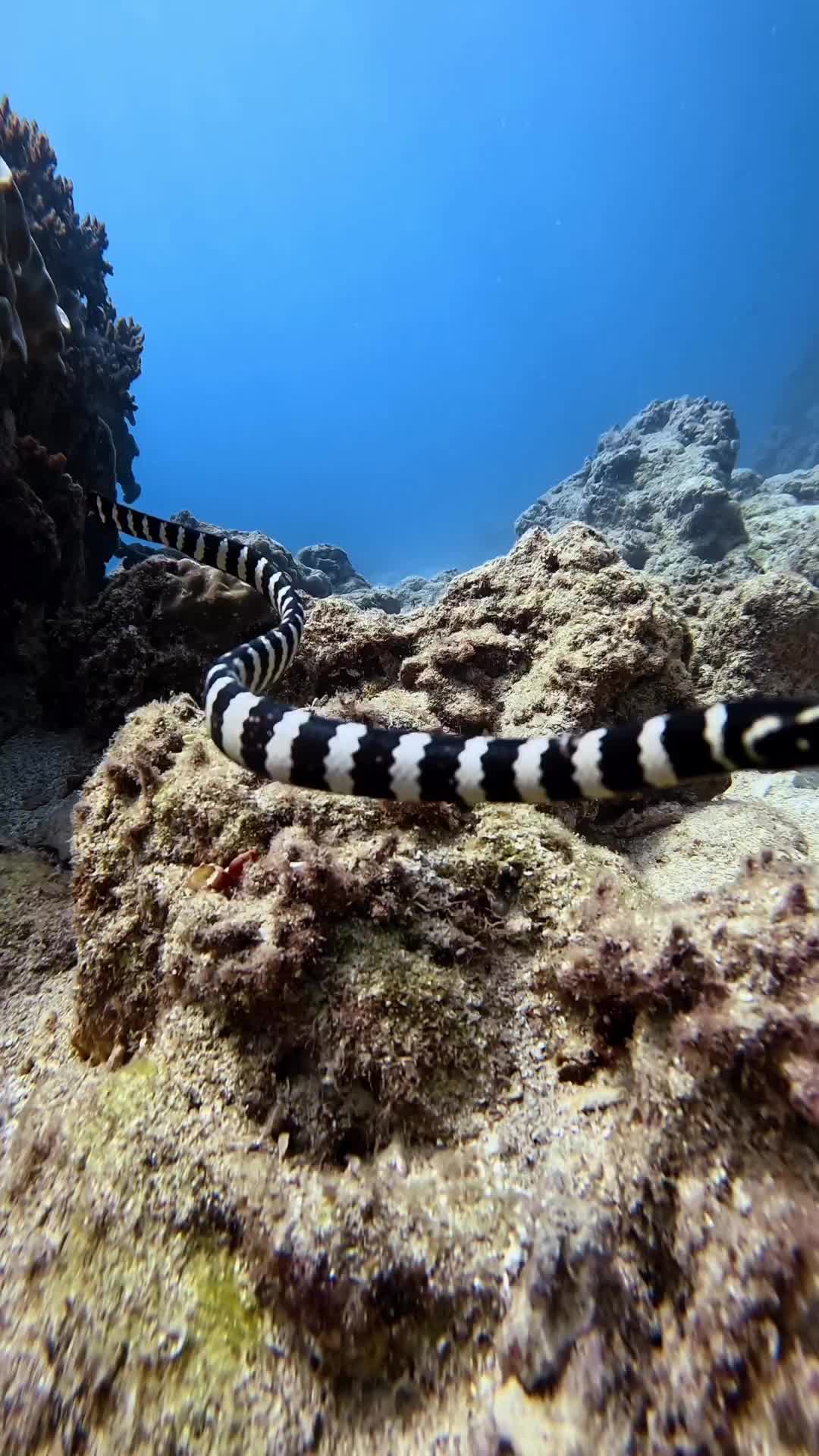 Ular laut