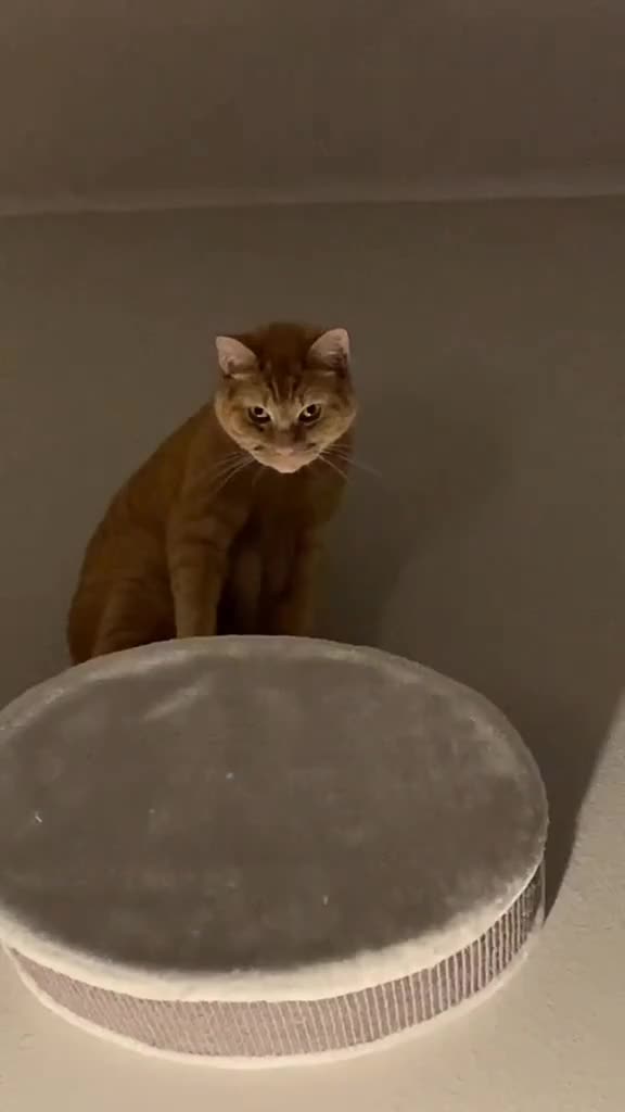 Hantu gemoy