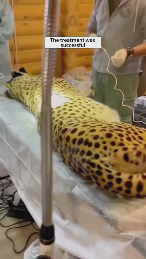 cheetah ingat siapa yg menolongnya