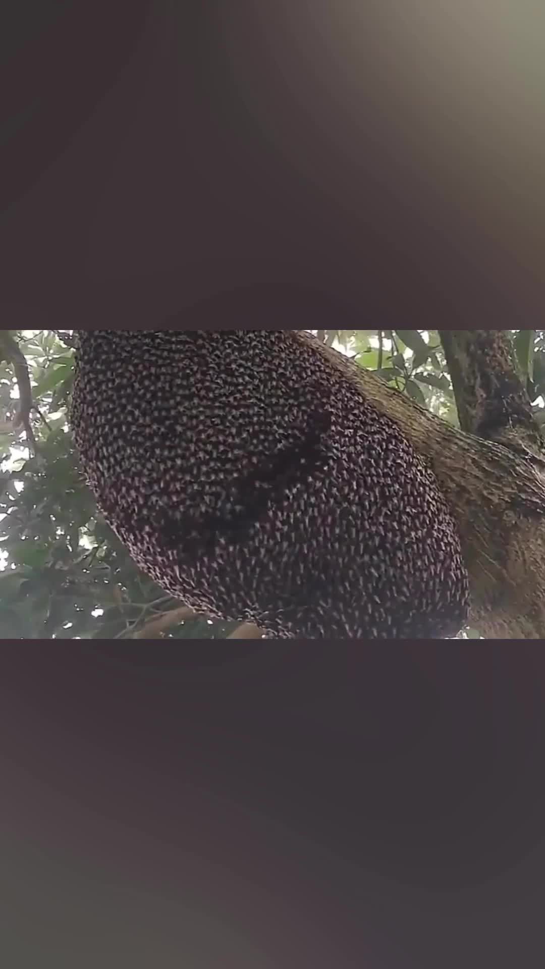 sarang lebah. kok ngliatnya ngilu ya