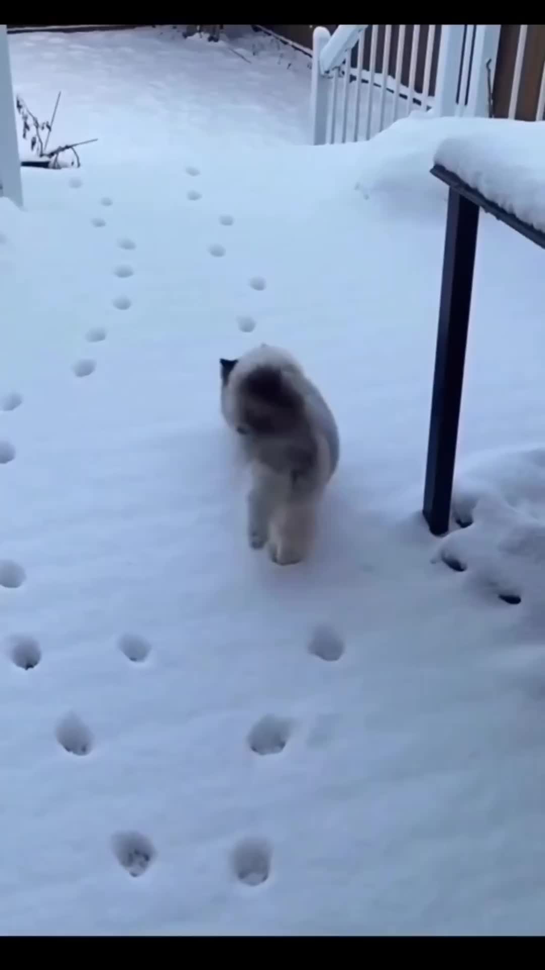 inilah kenapa kucing disukai banyak orang