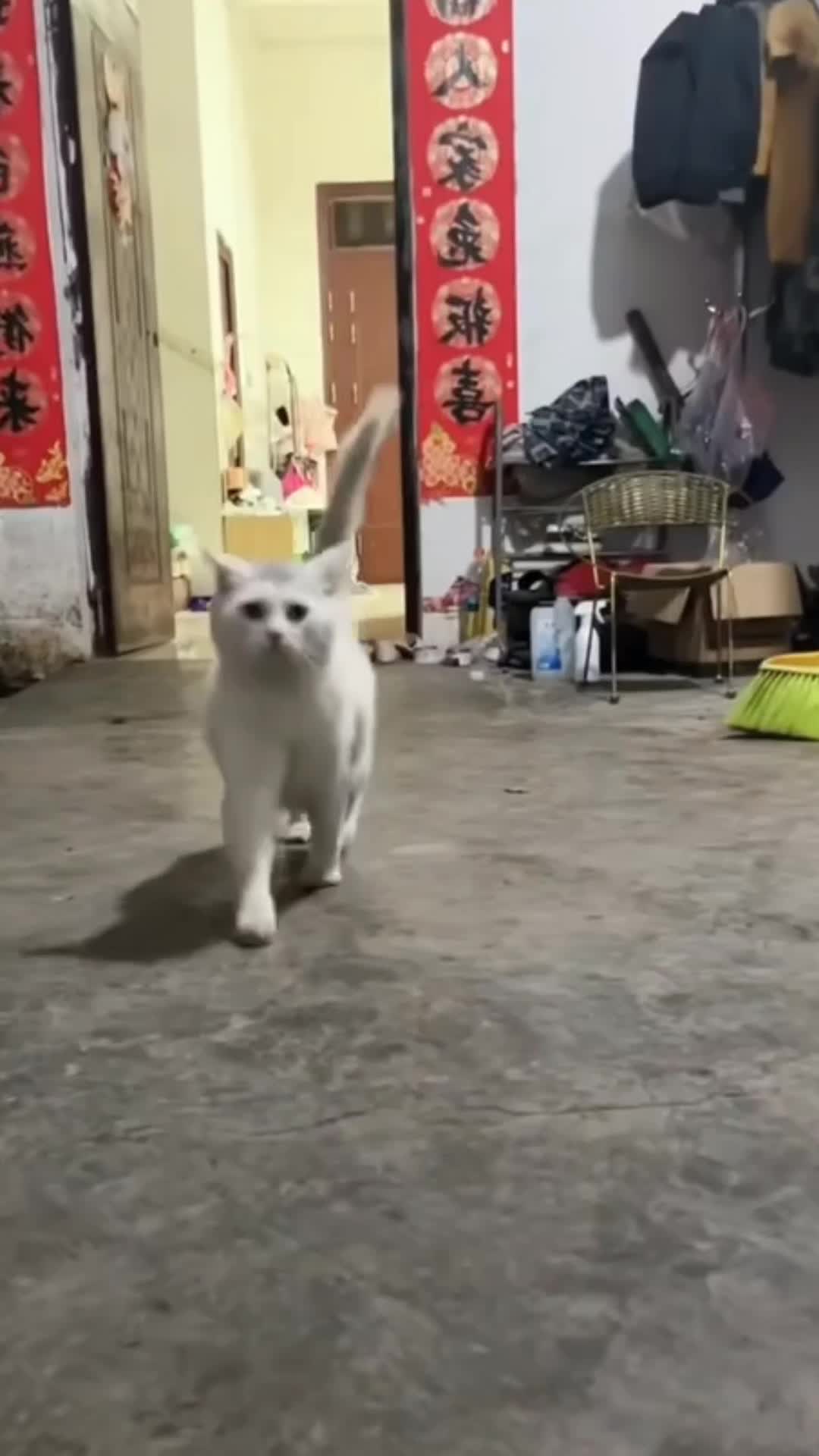 The real catwalk