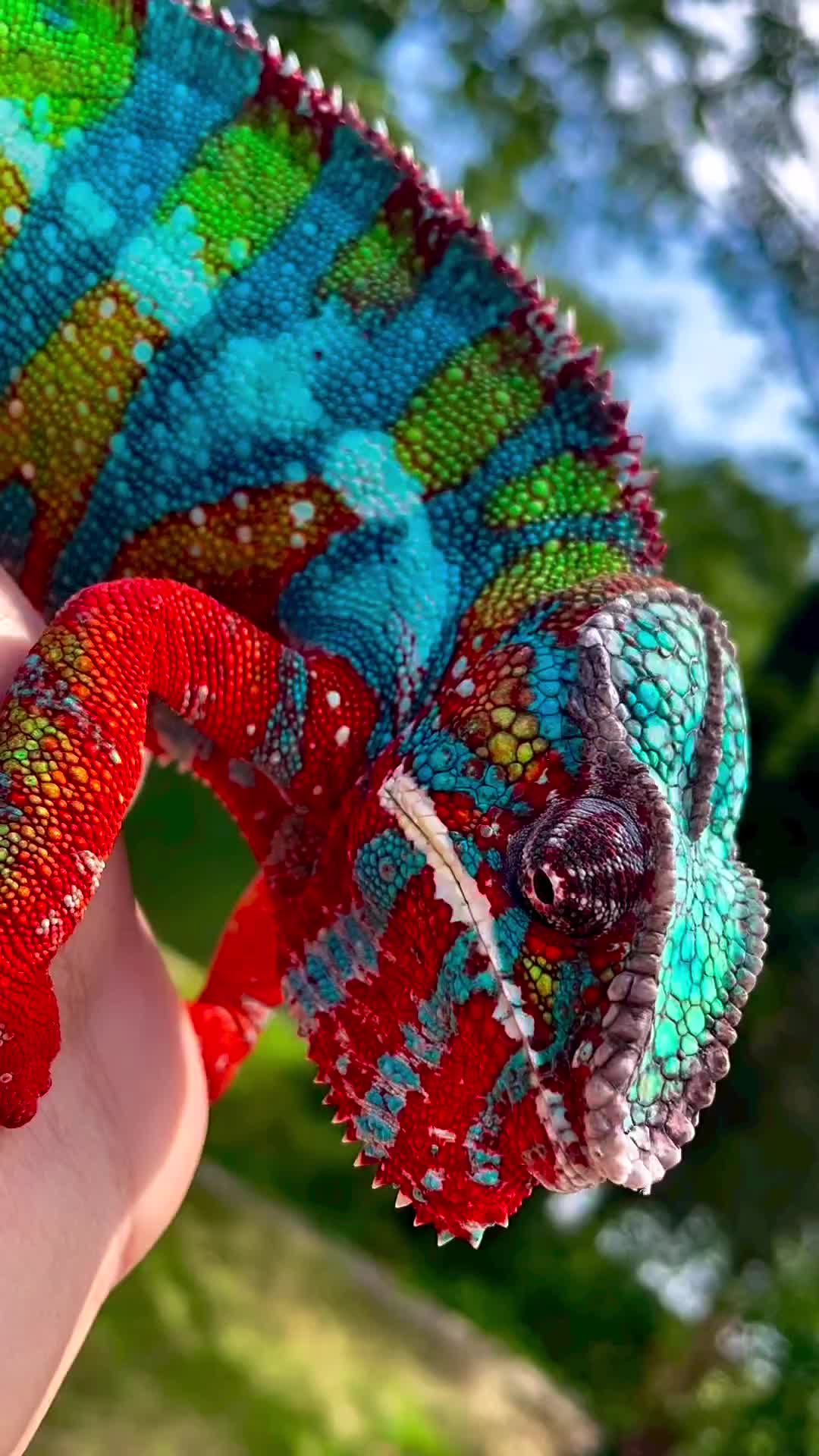 Colorfull bunglon