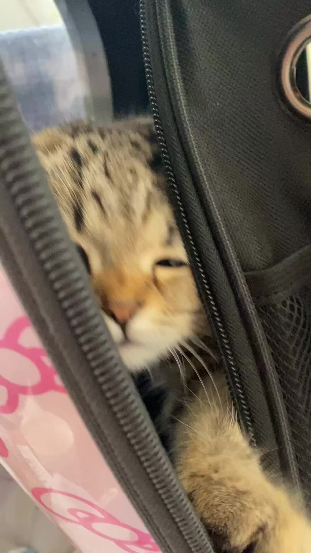Meoooong