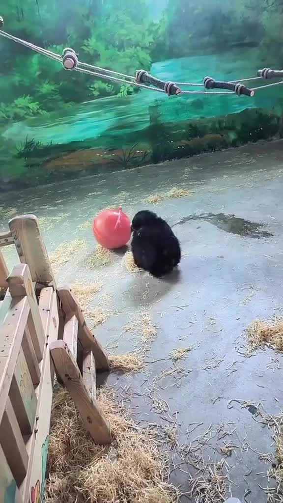 Lagi lucu lucunya