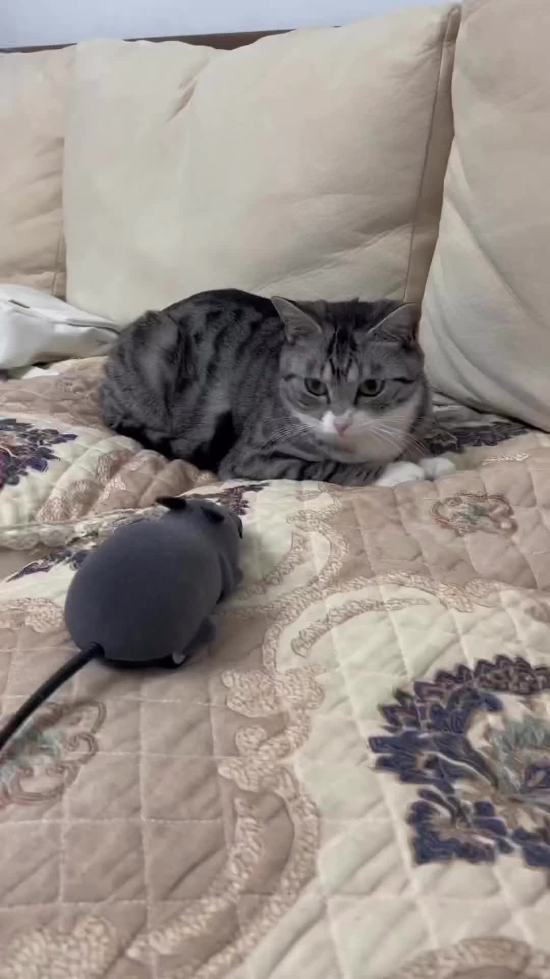Kucing ko takut tikus