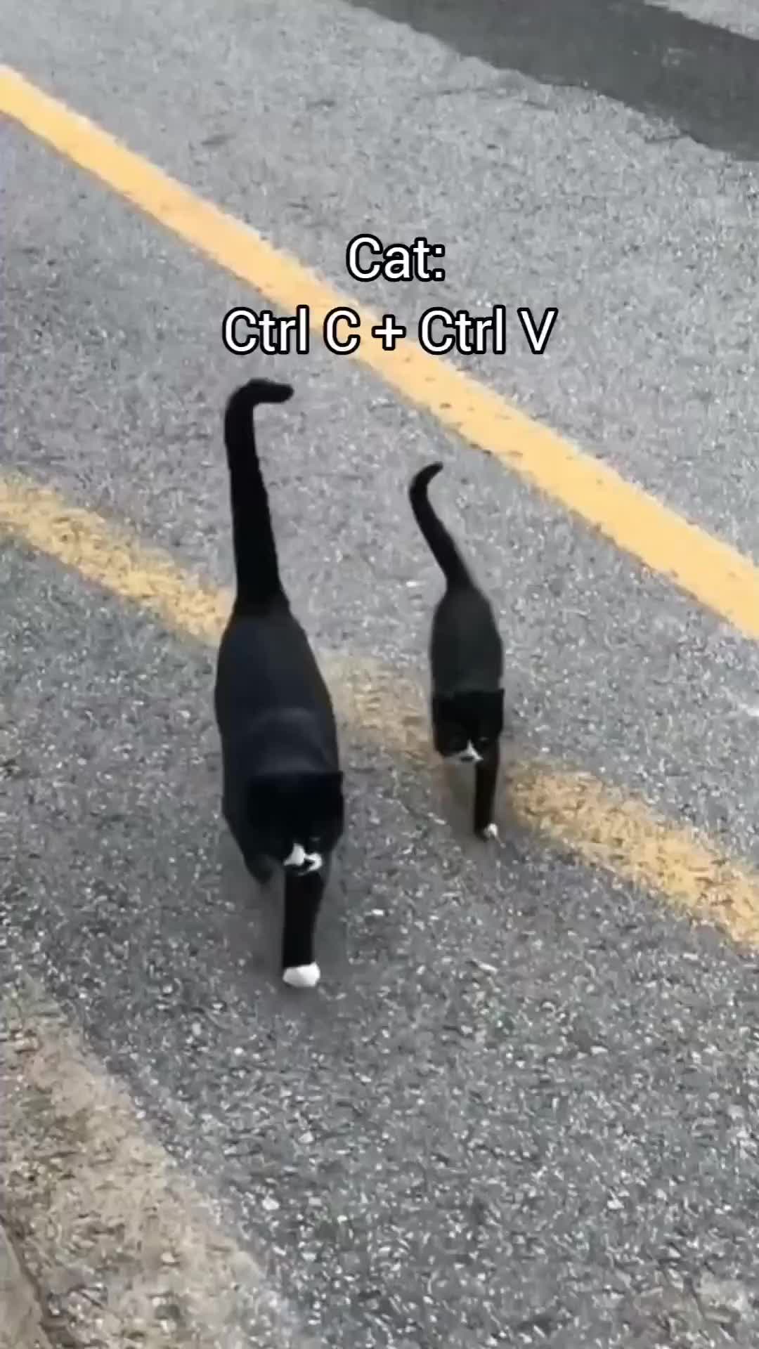 Kucing copy paste