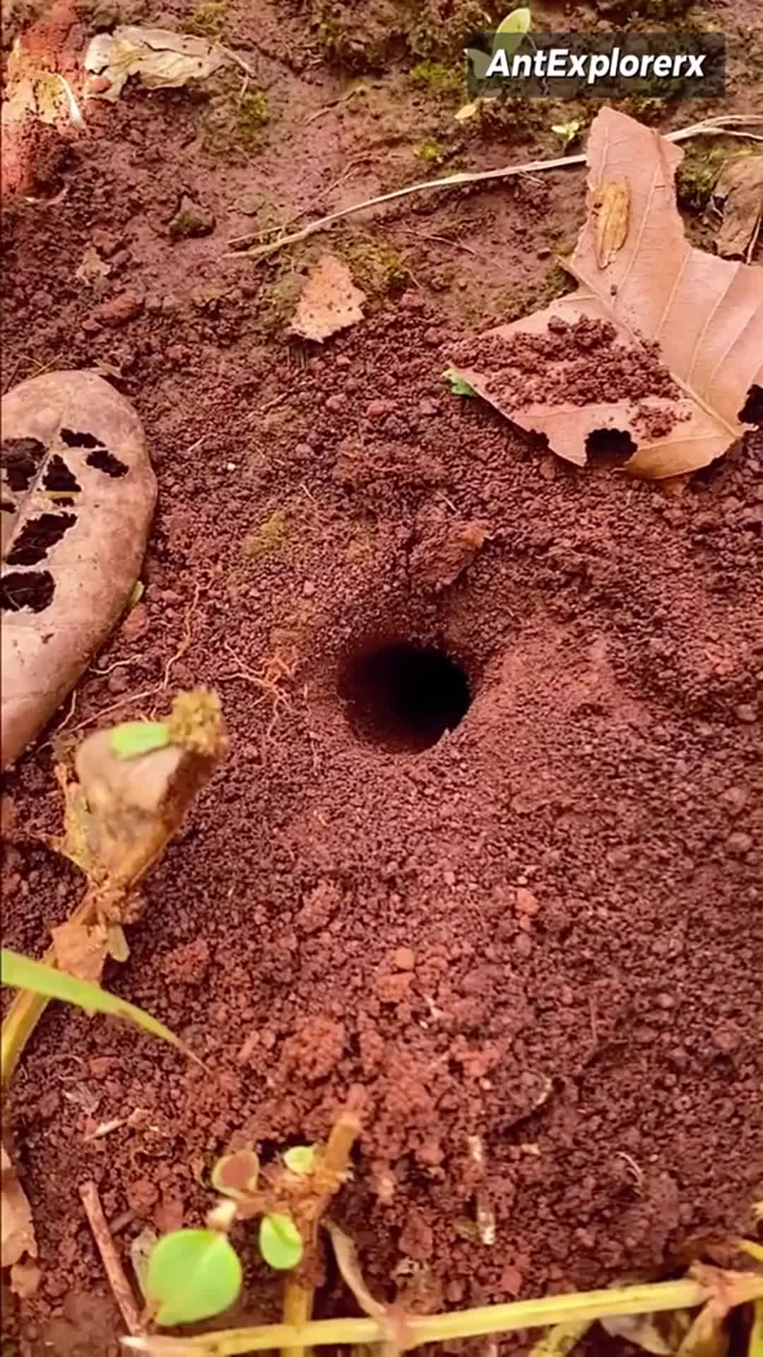 Catching giant crickets in deep hole