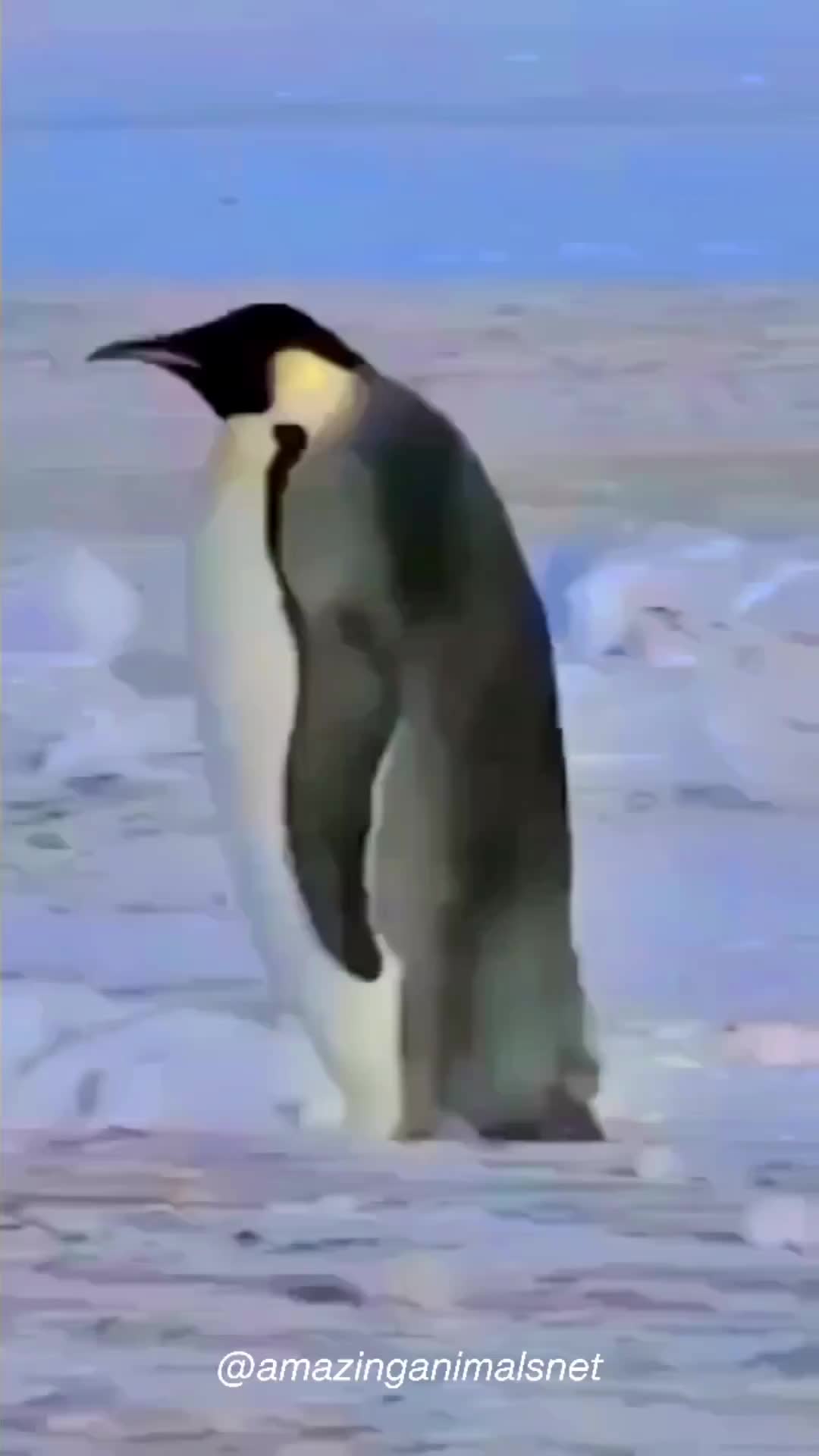 Eiitt kepeleset