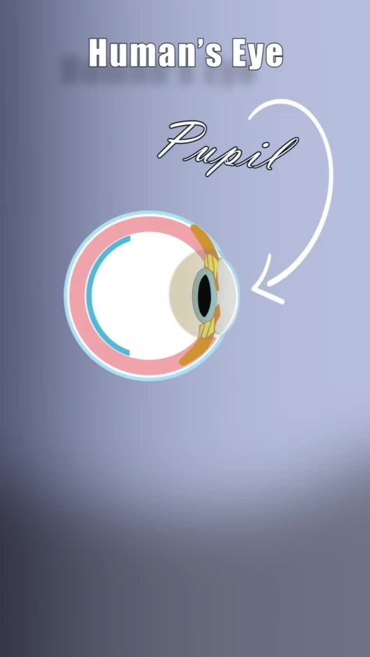 Kodok apa ini?
