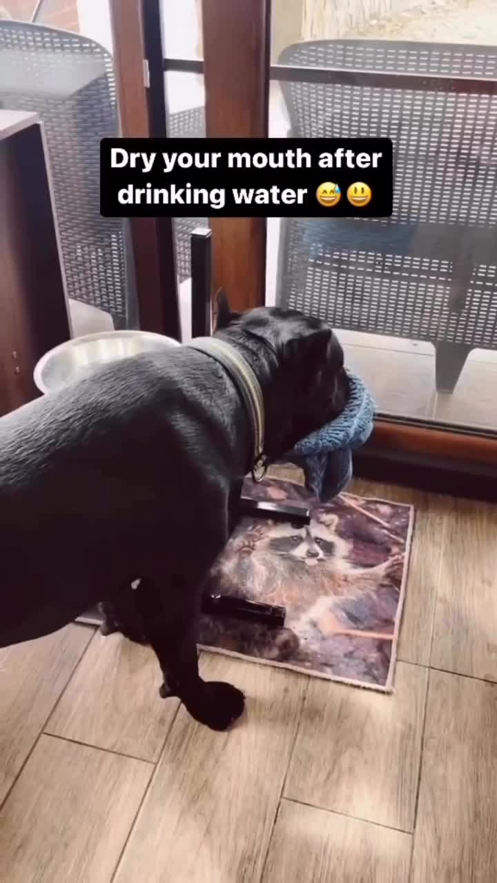 anjing tau diri