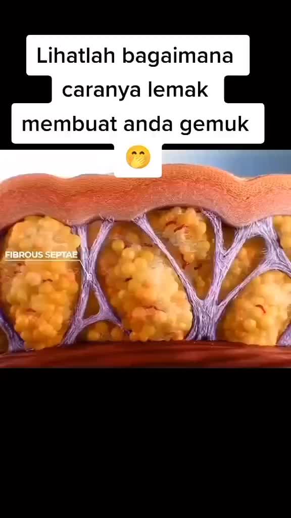 lihat cara lemak membuat anda gemuk