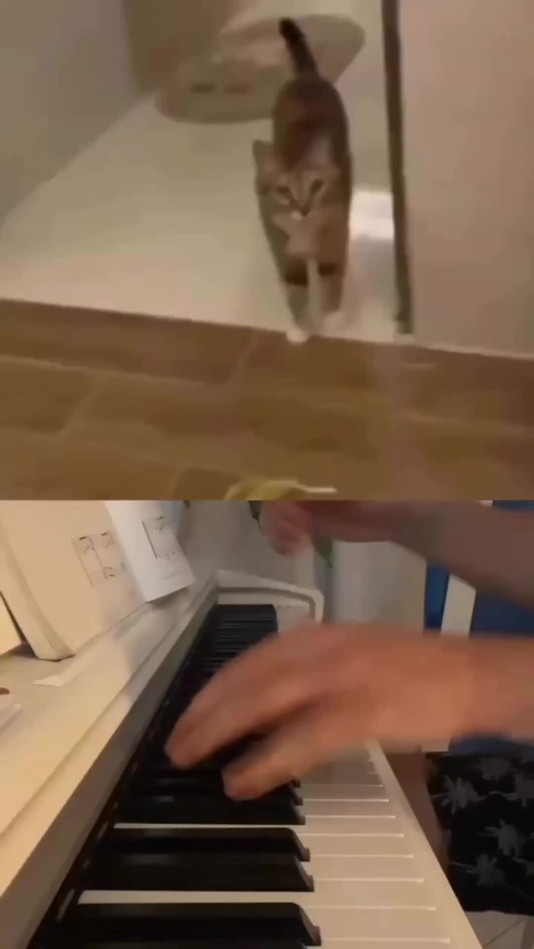 meongan kucing dimusikkan