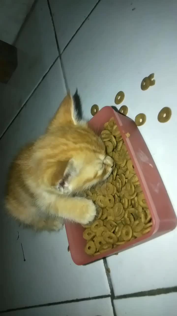 aku lapar tp aku ngantuk