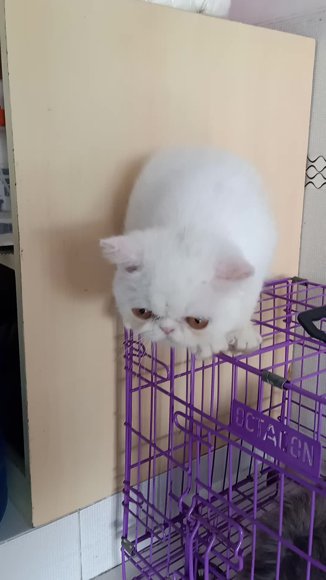 si Ganteng 😸