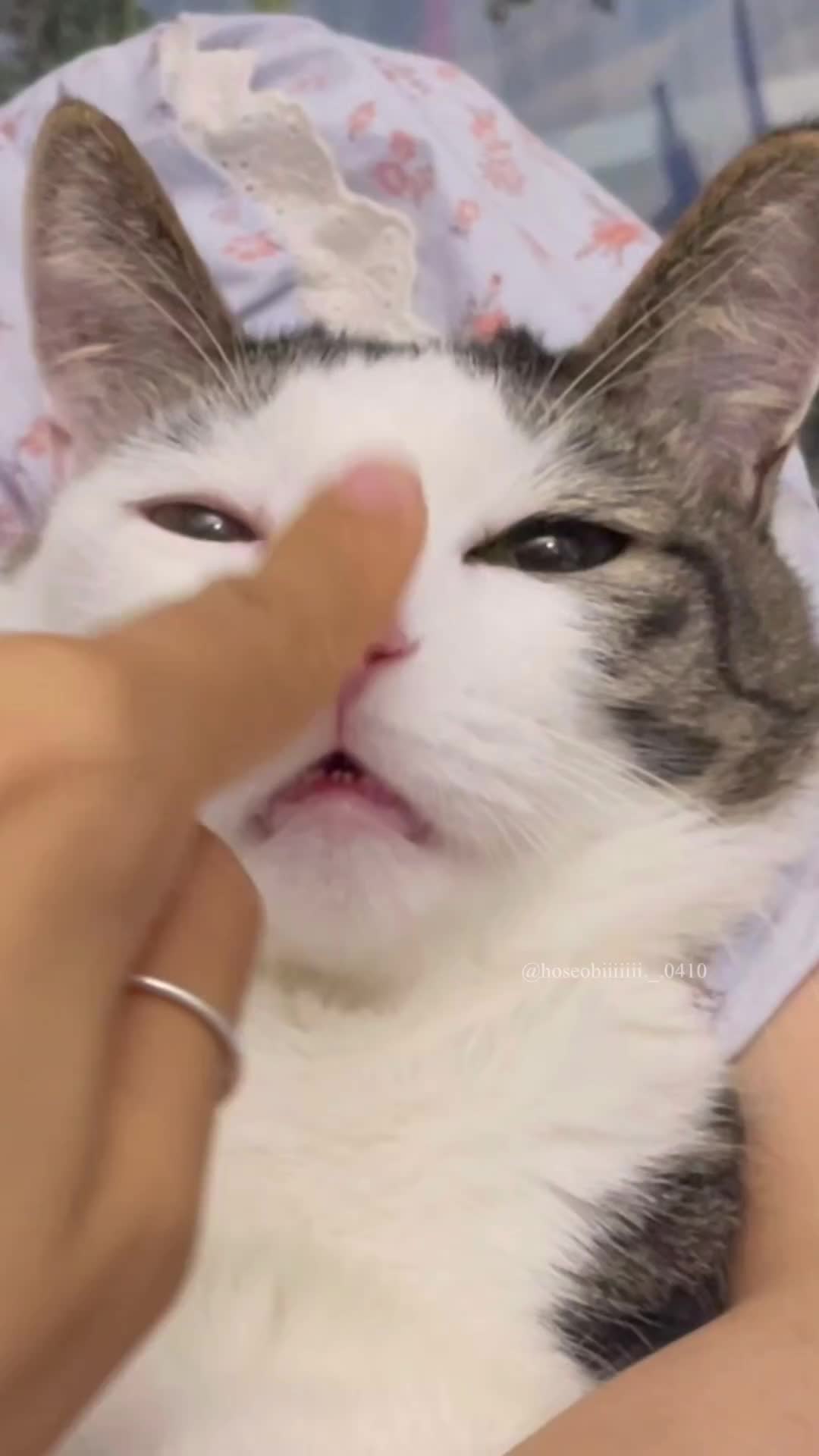kok ada orang gak suka kucing ya?