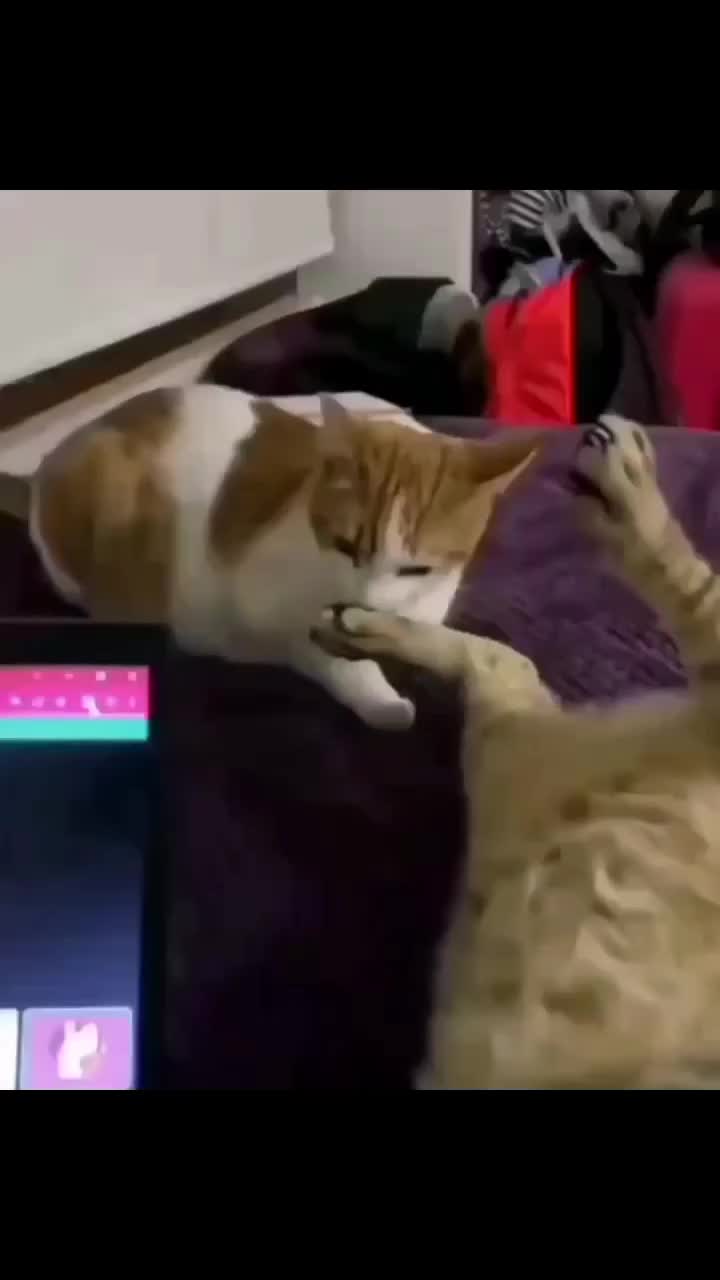 Cium bau neraka
