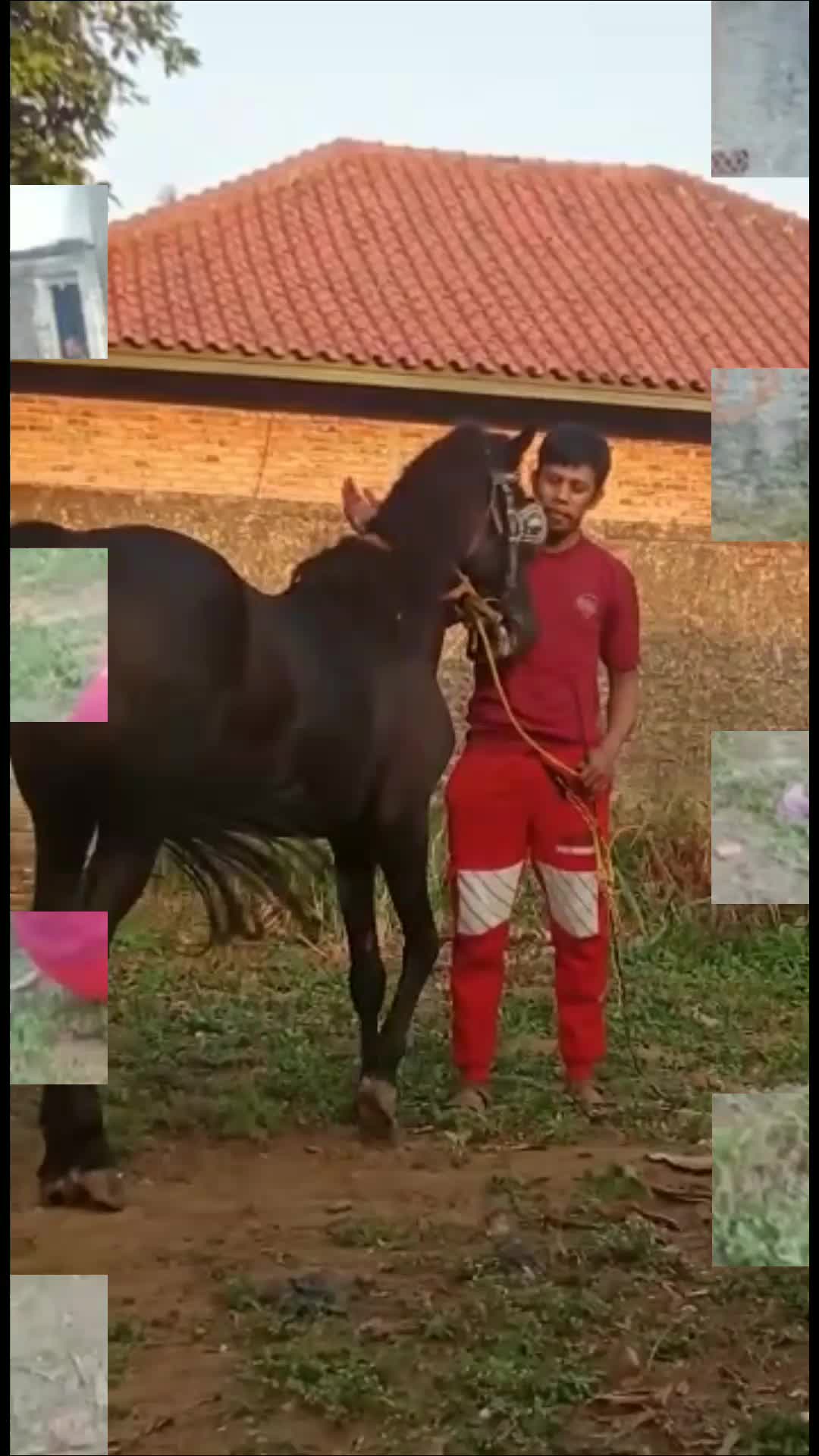 Kuda serba bisa