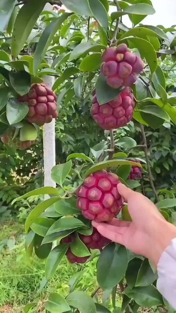 Ada yang tau buah apa ini? Dan bagaimana manfaat dari buah ini?