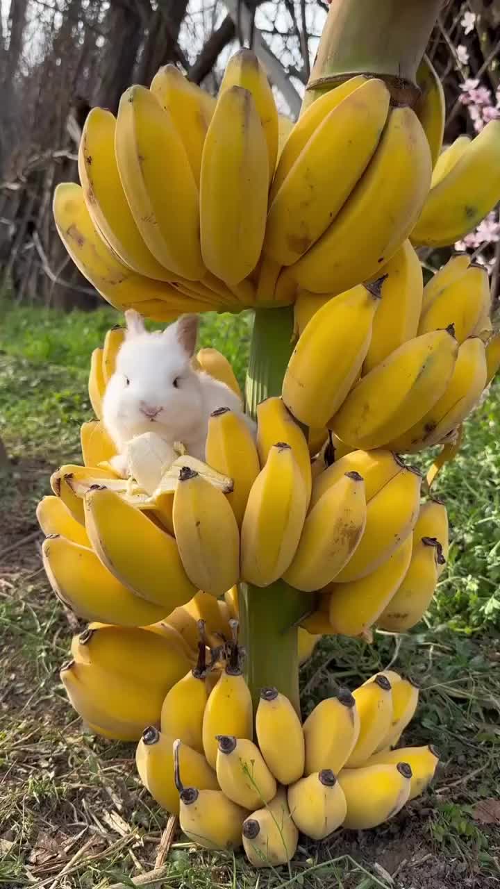 Mukbang pisang
