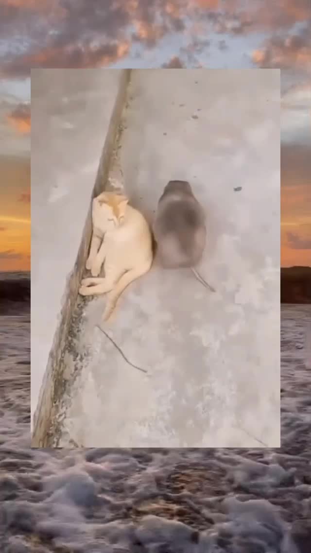 gede amat tikusnya