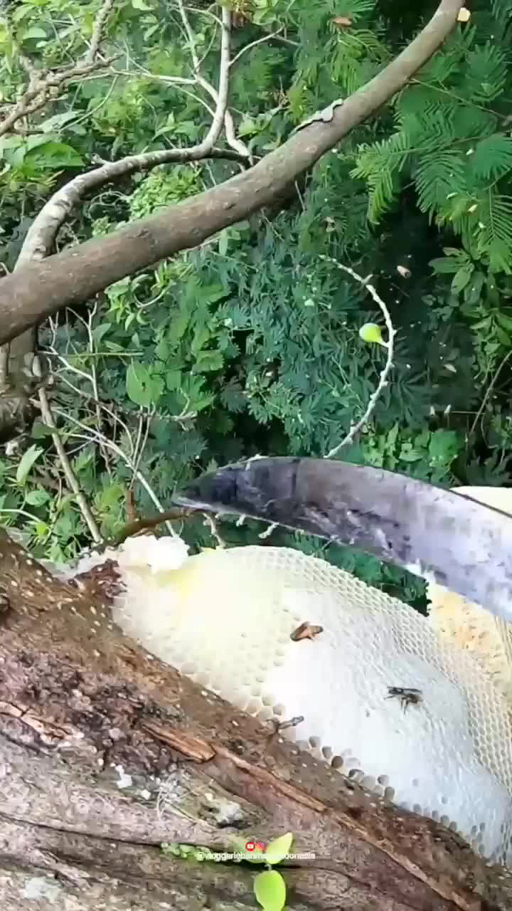 mencari sarang lebah