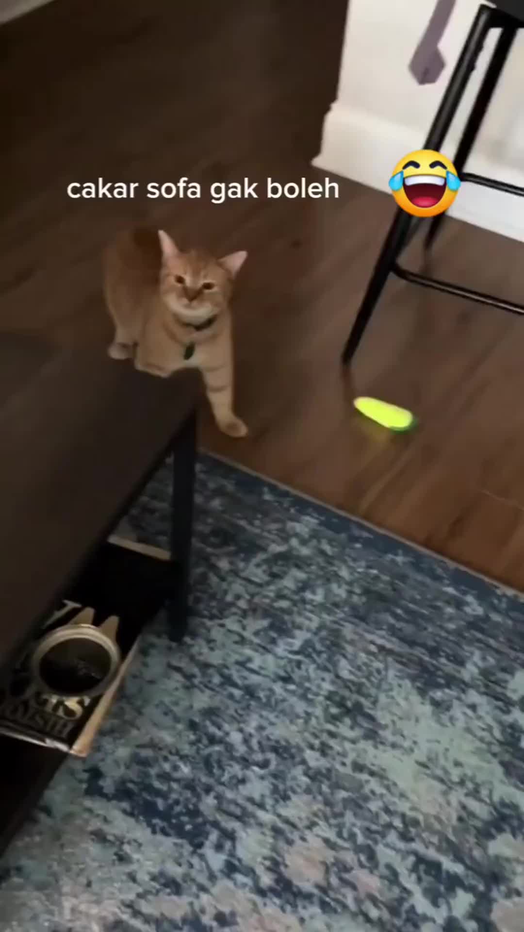 kucing marah ama majikan