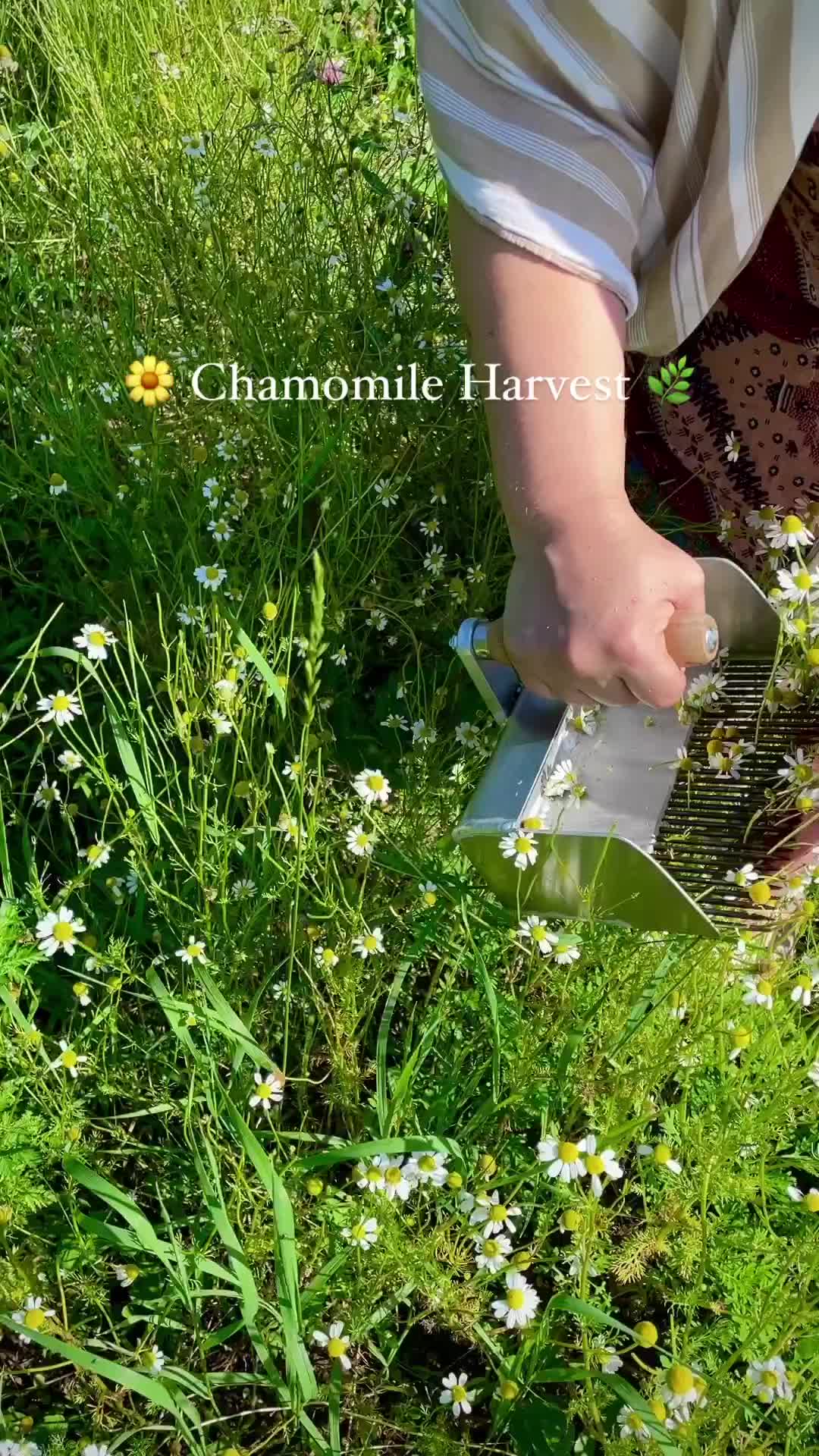 memanen bunga Chamomile
