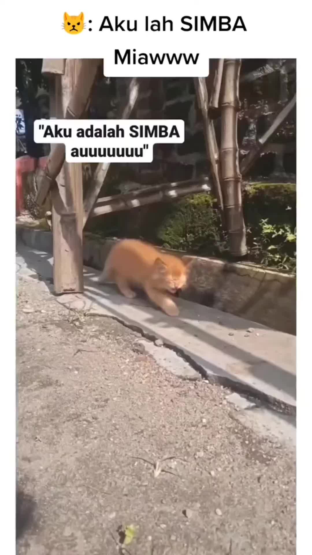 macan lagi training