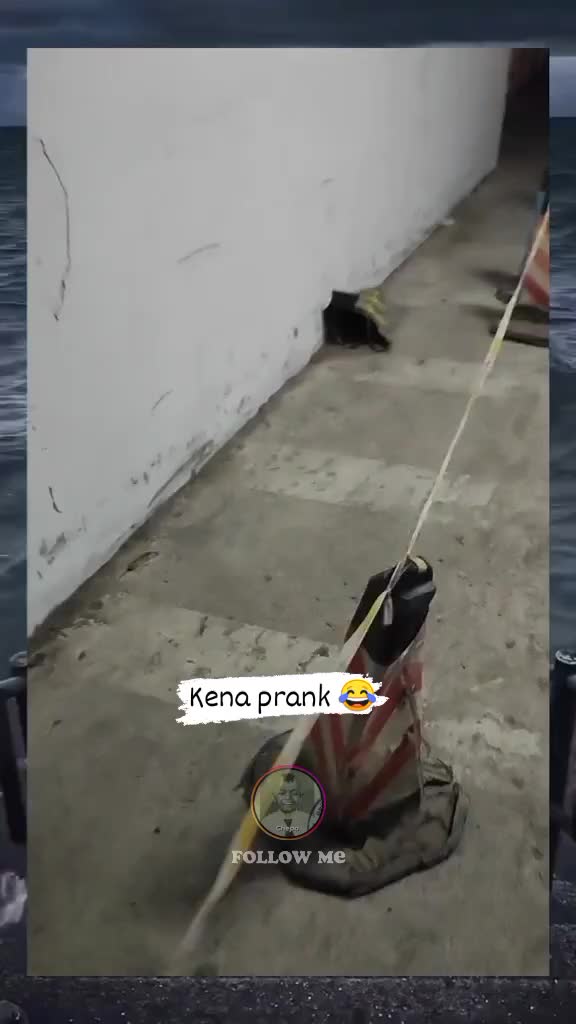 Lah, Kirain Kucing