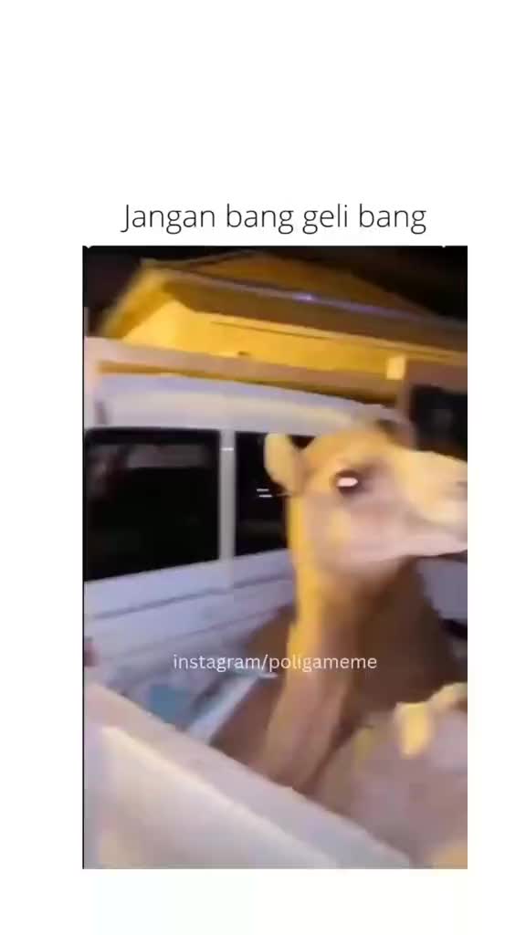 duh bang jangan bang