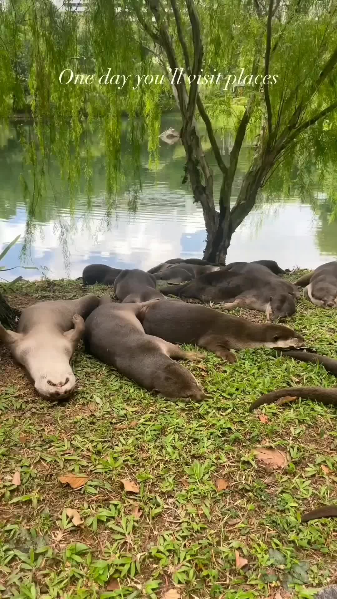 Bobo siang berjamaah