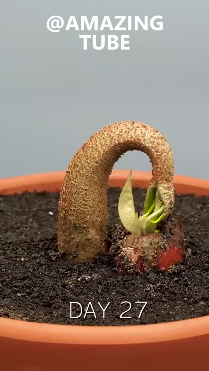 timelapse biji duren