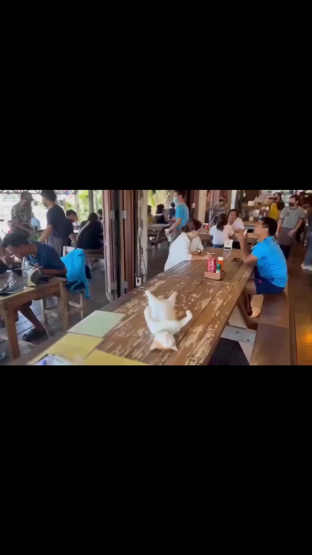pingsan apa ini ya kucing