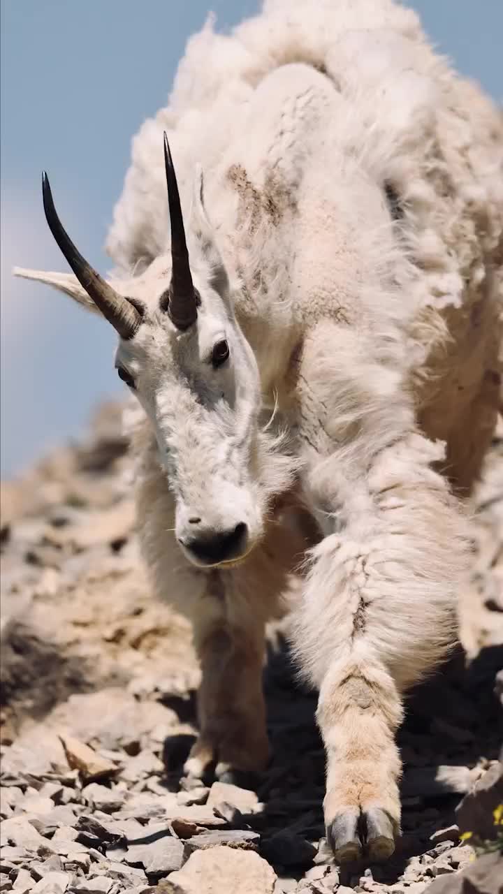 Kambing gunung