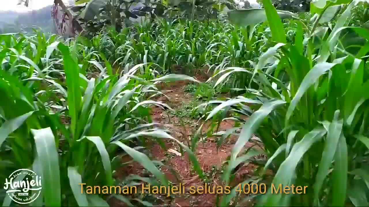 HANJEULI (2)