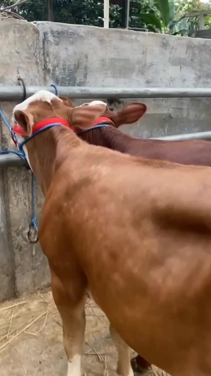 bahaya nih