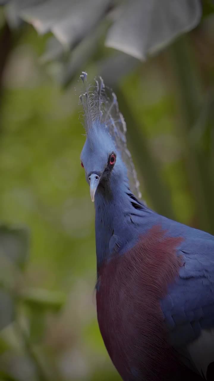 Burung bermahkota