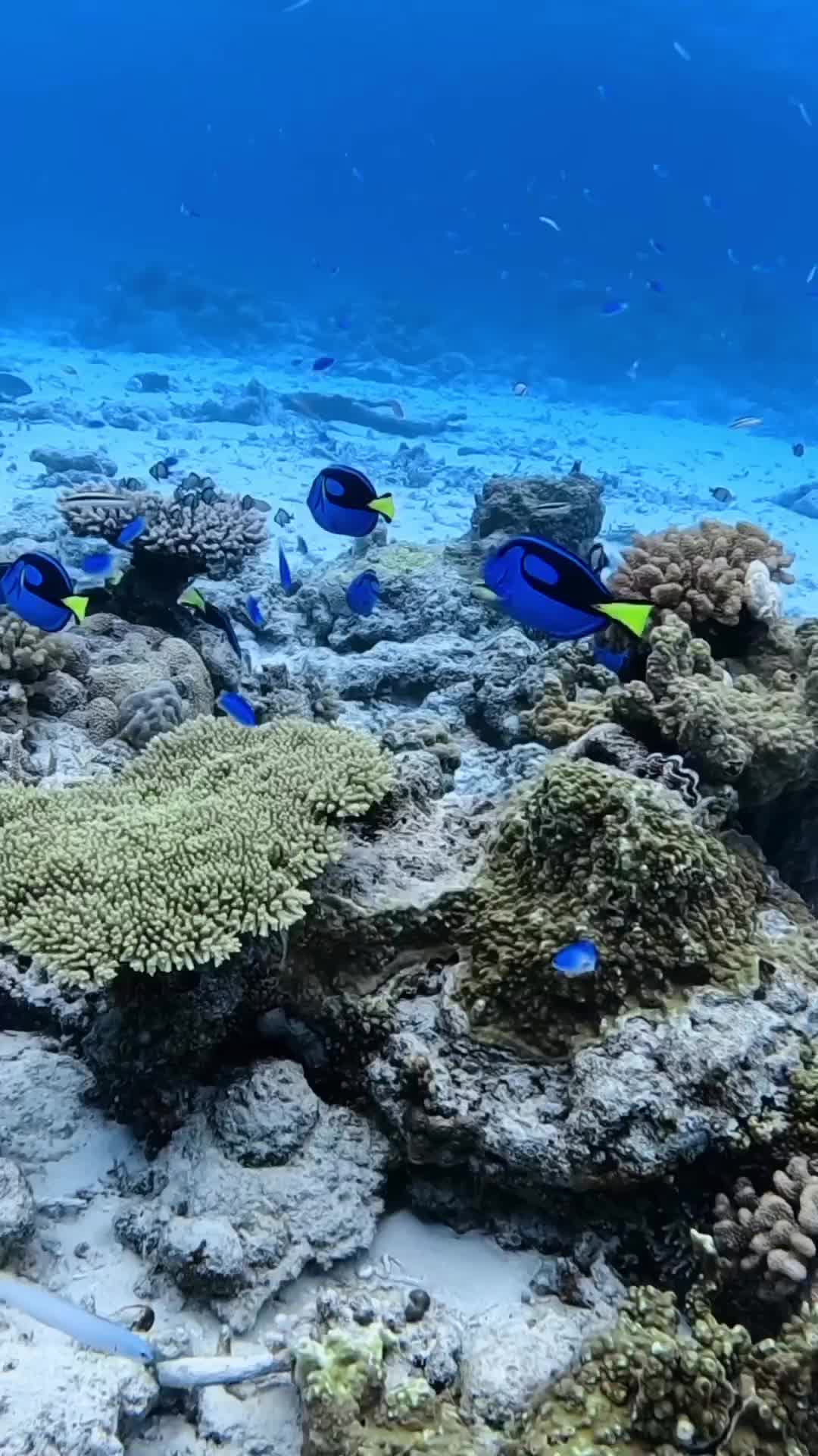 Dory family