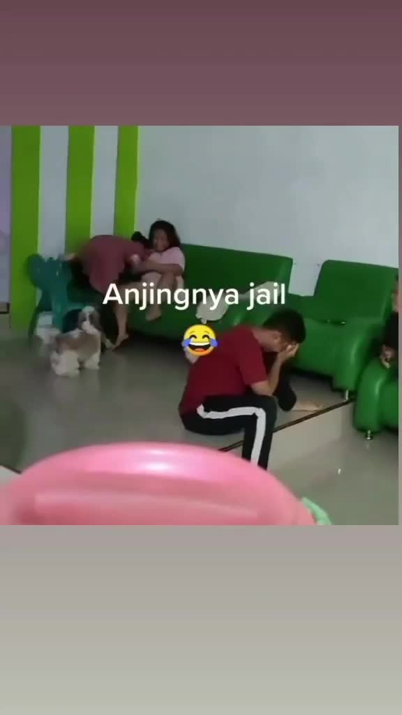 Anjingnya lucuu