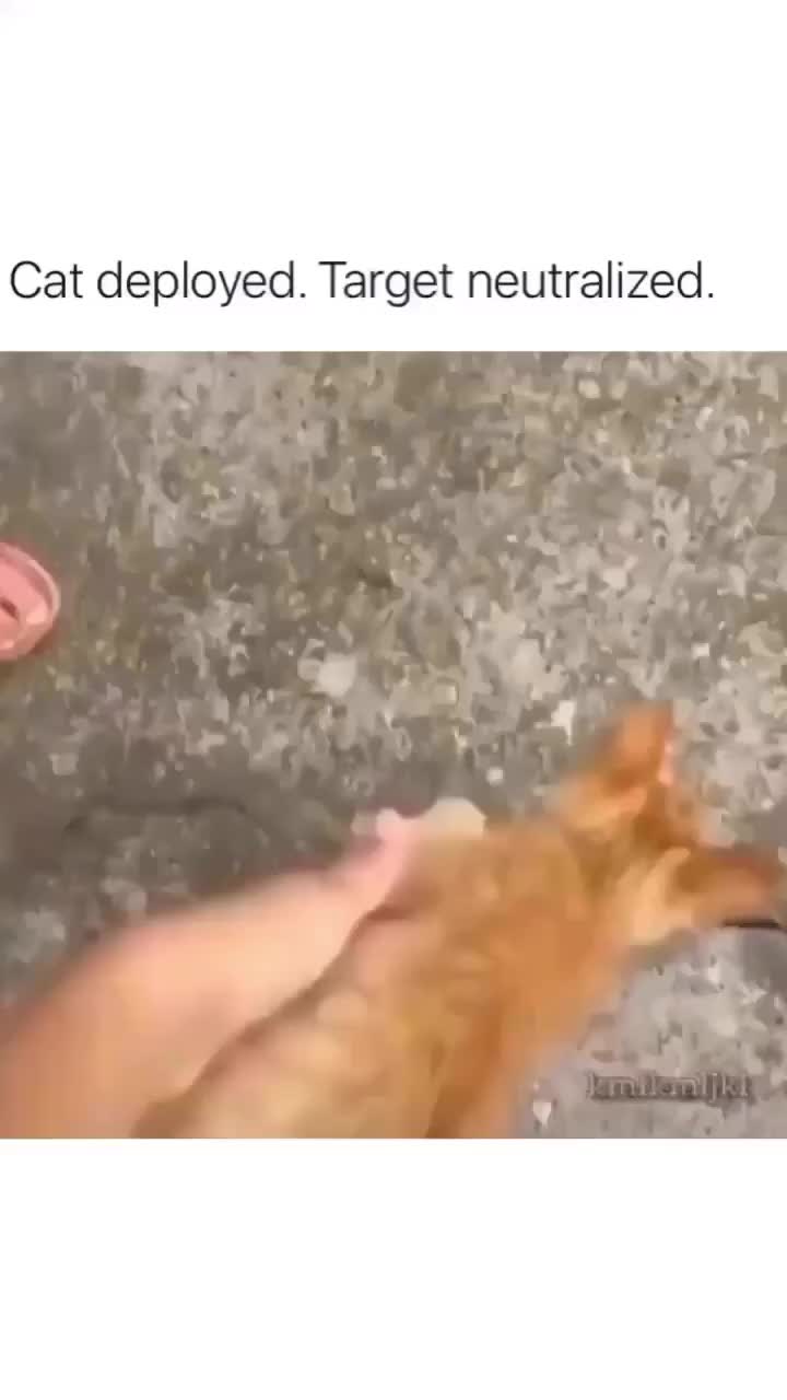 Oyen betingkah
