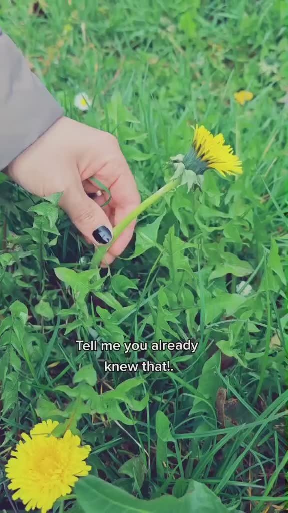Pluit dari batang dandelion