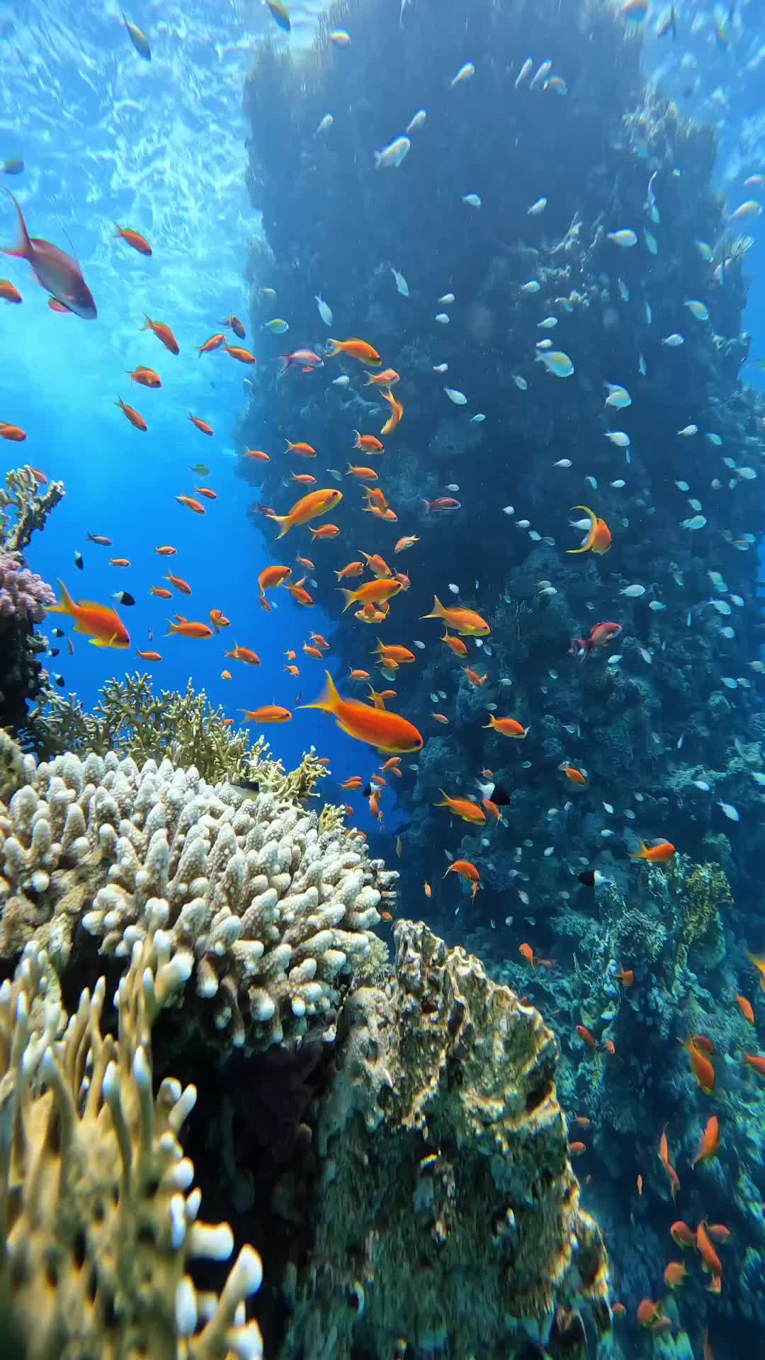 Cara mengendalikan ikan di laut