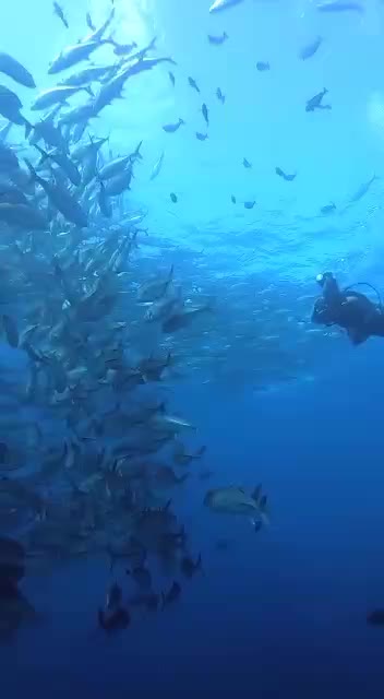 diving di manado #showyourtalentrctiplus #vitaminsea